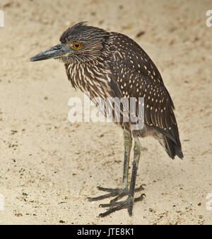 Reiher stehend auf Galapagos sand Stockfoto