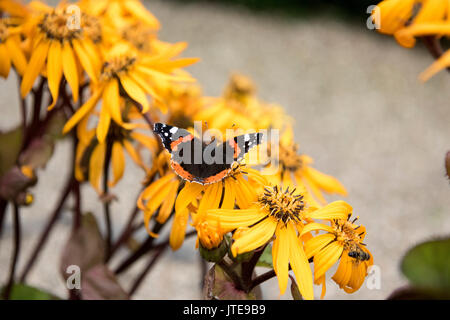 Roter Admiral-Schmetterling, der sich von gelben Sommerblumen in einem Garten ernährt, Großbritannien Stockfoto