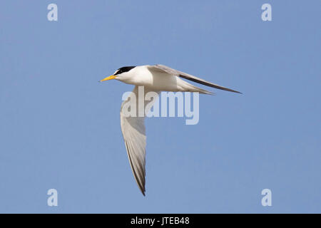 Mindestens tern Fliegen in einem blauen Himmel Stockfoto