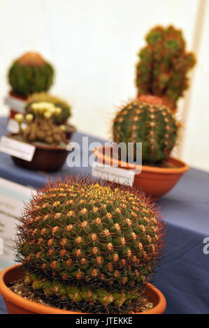 Eine Auswahl an verschiedenen Kakteen oder Kaktus auf einem Verkauf an eine gartenschau oder Gartenarbeit center mit Spitzen und Stacheln in Töpfe oder Topfpflanzen. Stockfoto