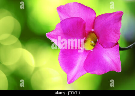 Blüte leuchtend rosa Mandevilla rose Dipladenia Stockfoto