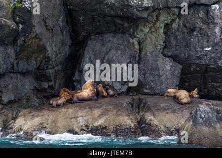 Steller sea lion, Eumetopias jubatus, Resurrection Bay, Alaska, USA Stockfoto