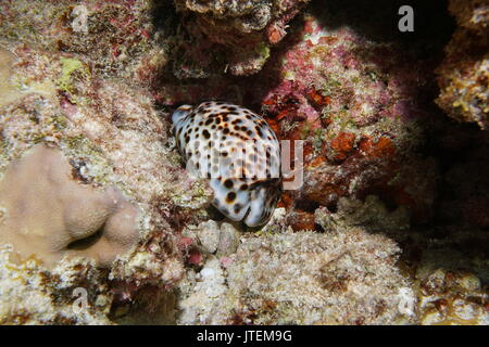 Ein Tiger cowrie Seeschnecke, Cypraea tigris, Unterwasserwelt in der Lagune von Bora Bora, Pazifischer Ozean, Französisch Polynesien Stockfoto