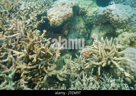 Eine riesige Muränen mit einer Camouflage Grouper fish in einem Loch in der Coral Reef Unterwasser, South Pacific Ocean, Neukaledonien, Ozeanien Stockfoto