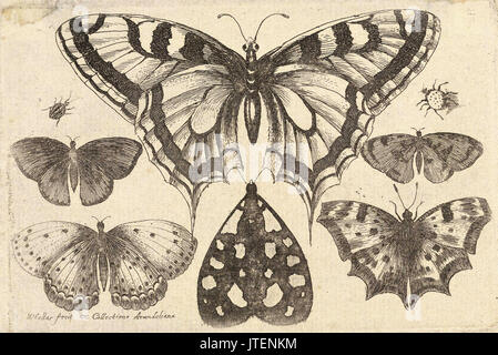 Wenzel Hollar fünf Schmetterlinge, Motten, und zwei Käfer (Zustand 3) Stockfoto