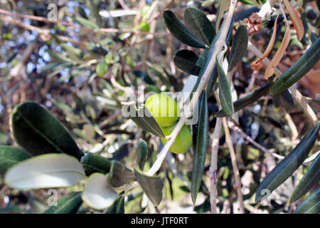 Nahaufnahme von einem Olivenbaum Stockfoto