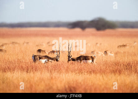 Männliche indische Blackbuck kämpfen, auch bekannt als Blackbuck oder indische Antilope, Antilope cervicapra, Blackbuck National Park, Velavadar, Gujarat, Indien Stockfoto