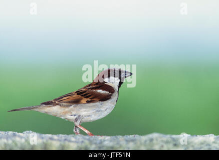Haussperling (Passer domesticus), Keoladeo Ghana National Park, Bharatpur, Rajasthan, Indien Stockfoto