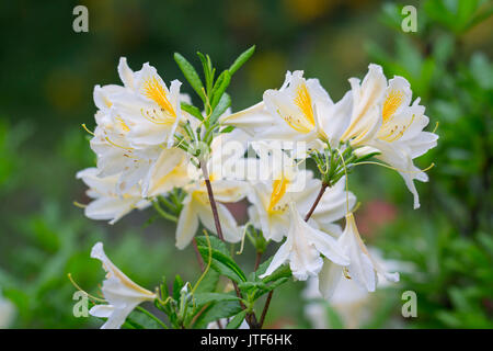 Eine Bush weiß Rhododendron Blumen Stockfoto