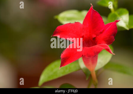 Blüte leuchtend roten Mandevilla rose Dipladenia Stockfoto