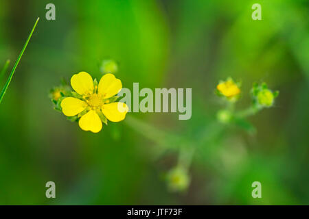 Potentilla ist eine Gattung, die Arten der jährlichen, zweijährige und ausdauernde krautige Blütenpflanzen in der Familie der Rosengewächse, Rosaceae. Stockfoto