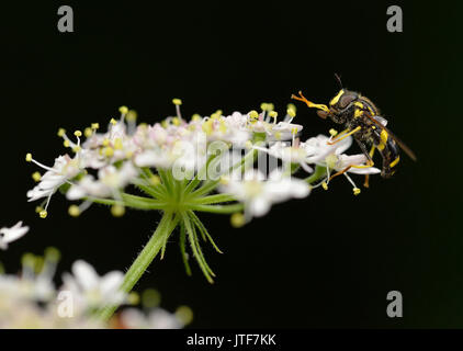 Hoverfly - Chrysotoxum bicinctum Männlichen auf Umbellifer Blume Stockfoto