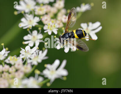 Hoverfly - Chrysotoxum bicinctum Männlichen auf Umbellifer Blume Stockfoto