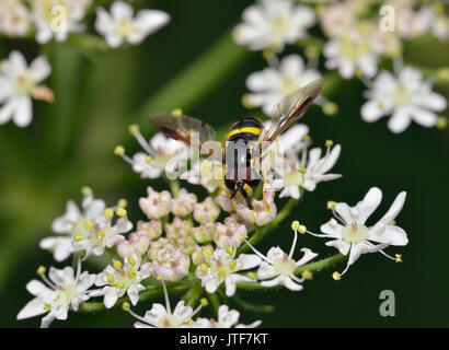 Hoverfly - Chrysotoxum bicinctum Männlichen auf Umbellifer Blume Stockfoto