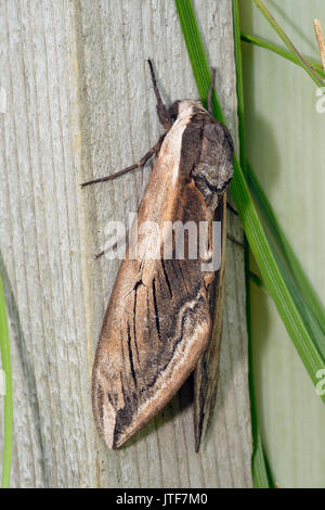 Priwet Tabakschwärmer - Sphinx ligustri eins von Britains größte Motten Stockfoto