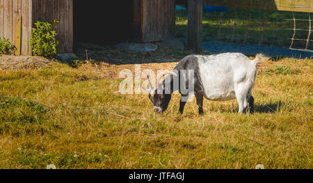 Ziege frisst Gras in einer Wiese vor eine Holzhütte im Sommer Stockfoto