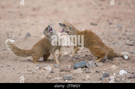 Zwei gelbe Mongoose (Cynictis penicillata) Kämpfen, die in der Gefangenschaft, Vereinigtes Königreich Stockfoto