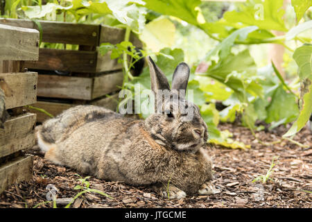Lustige Grau bunny Rabbit entspannt in eine flache unförmige Form