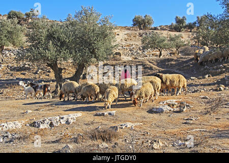 JERUSALEM, Israel - 25. OKTOBER 2013: Schäferin ihre Schafe in einem Olivenhain zwischen Jerusalem und Bethlehem, Israel neigt. Stockfoto