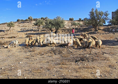 JERUSALEM, Israel - 25. OKTOBER 2013: Schäferin ihre Schafe in einem Olivenhain zwischen Jerusalem und Bethlehem, Israel neigt. Stockfoto