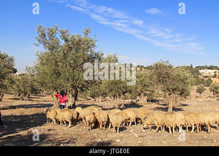 JERUSALEM, Israel - 25. OKTOBER 2013: Schäferin ihre Schafe in einem Olivenhain zwischen Jerusalem und Bethlehem, Israel neigt. Stockfoto