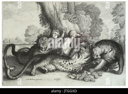 Wenzel Hollar drei Leoparden und zwei Jungen Stockfoto