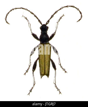 . Stictoleptura rubra. Calwer. 41.15. Stockfoto