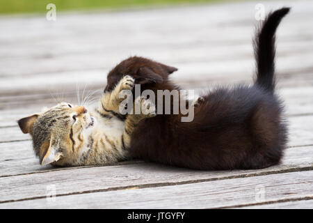 Zwei kleine niedliche Kätzchen spielen und beißen sich gegenseitig im Freien Stockfoto