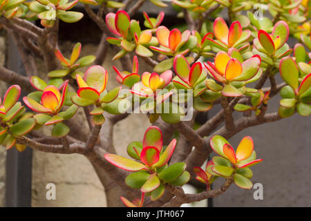 Crassula ovata, die gemeinhin als Jade Pflanze, Freundschaft, Glück, Pflanze, oder Geld ist eine sukkulente Pflanze mit kleinen rosa oder weißen Blüten. Es i Stockfoto
