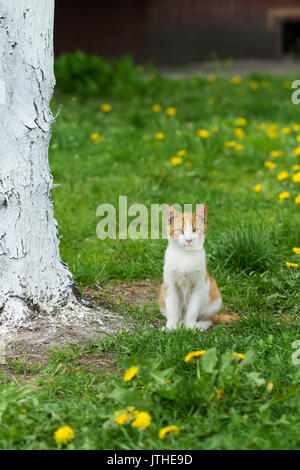 Rote und weiße heimatlose Katze schaut freundlich und will mit nach Hause genommen werden. Stockfoto