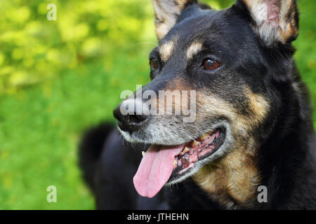 Porträt eines schwarzen Schäferhund über grüne Hintergrund ihre langen rosa Zunge angezeigt Stockfoto