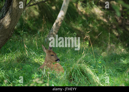 Europäische Reh (Capreolus capreolus) Sitzen im Schatten Stockfoto