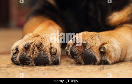 Nahaufnahme von Shepherd Hundepfoten liegen auf dem Teppich Stockfoto