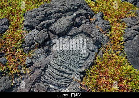 Frisches Grün eingebettet in der Lava auf National Historical Park, Honaunau, archäologischer Park Stockfoto