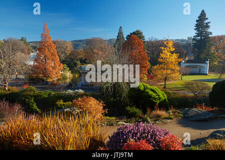 Herbst Farbe, botanischen Gärten, Dunedin, Otago, Südinsel, Neuseeland Stockfoto