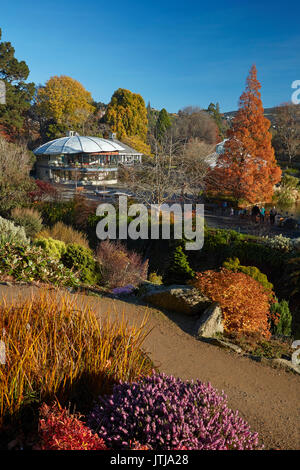 Herbst Farbe, botanischen Gärten, Dunedin, Otago, Südinsel, Neuseeland Stockfoto