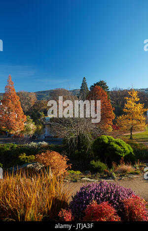 Herbst Farbe, botanischen Gärten, Dunedin, Otago, Südinsel, Neuseeland Stockfoto