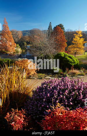 Herbst Farbe, botanischen Gärten, Dunedin, Otago, Südinsel, Neuseeland Stockfoto