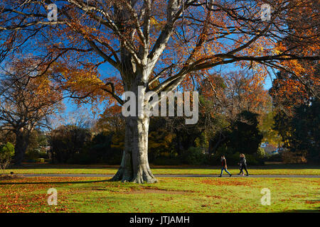 Herbst Farbe, botanischen Gärten, Dunedin, Otago, Südinsel, Neuseeland Stockfoto