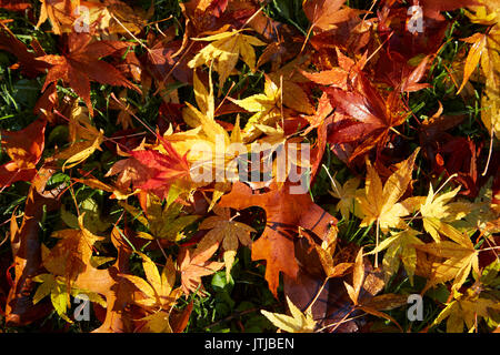 Herbstlaub, botanischen Gärten, Dunedin, Otago, Südinsel, Neuseeland Stockfoto