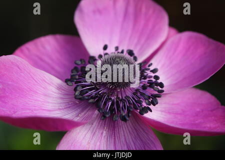 Rosa anemone Mohnblume close up Stockfoto