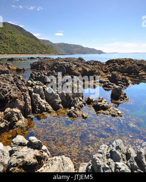 Vertikale Panoramablick auf den Rock Pools von Kaikoura - eine beliebte Robbenkolonie und Whale Watching Reiseziel an der Ostküste des Südens ist Stockfoto