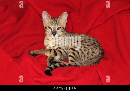 Savannah Cat. Schöne gefleckte und gestreifte goldfarbenem Serval Savannah Kitten mit goldgelben Augen und eine schwarze Nase entspannen auf einer roten Decke. Stockfoto