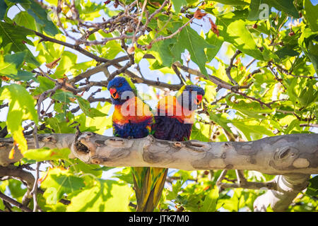 Paar wild bunten Papageien zusammen sitzen auf Ast in Adelade, SA Stockfoto