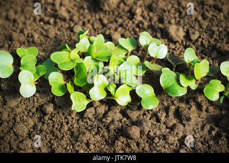 Rettich-Sämlinge im Garten im Frühjahr Stockfoto