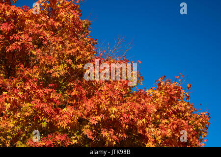 Ahorn Baum, Botanischer Garten, Dunedin, Otago, Südinsel, Neuseeland Stockfoto