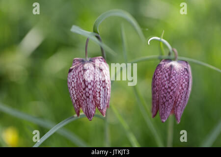 Zwei snakeshead frillaries Stockfoto