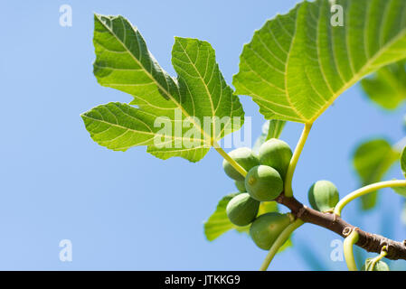 Grüne reifen Feigen bereit zu ernten auf dem Ast von einem Feigenbaum mit blauen Himmel im Hintergrund Stockfoto
