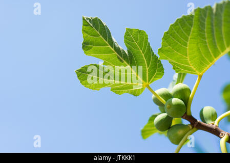 Grüne reifen Feigen bereit zu ernten auf dem Ast von einem Feigenbaum mit blauen Himmel im Hintergrund Stockfoto