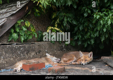 Red Fox Cubs, Vulpes vulpes, Rest bis auf einen Garten in einem Garten, London, Vereinigtes Königreich Stockfoto